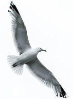 seagull-2.jpg