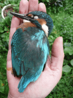 kingfisher.gif