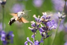 Hummingbird Hawk Moth NSC.jpg
