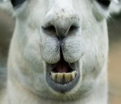 Llama Nose NSC.jpg