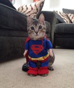 funny-cat-Superman-costume-room-1.jpg