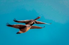Geese Pair Flying Arundel 17.1.17 NSC.jpg