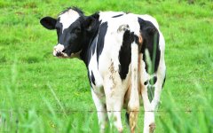 cropped_CUT_Cows_rear_arse_sayings_istock.jpg