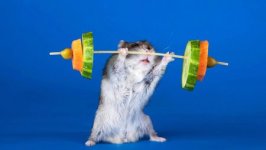 funny-mouse-bodybuilding-450x254.jpg