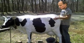 Cow.JPG