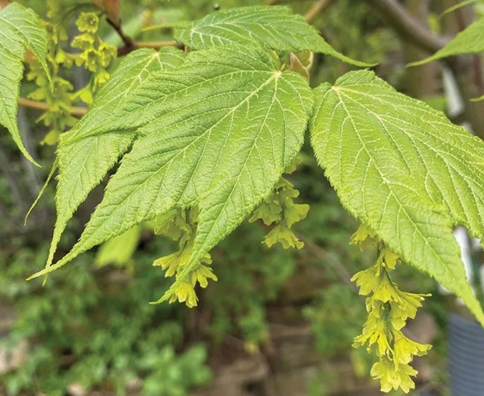 acerleaves.jpg