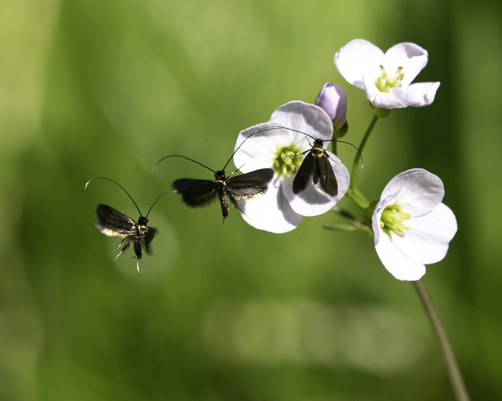 BEAUTIFUL DEMOISELLE-2.jpeg