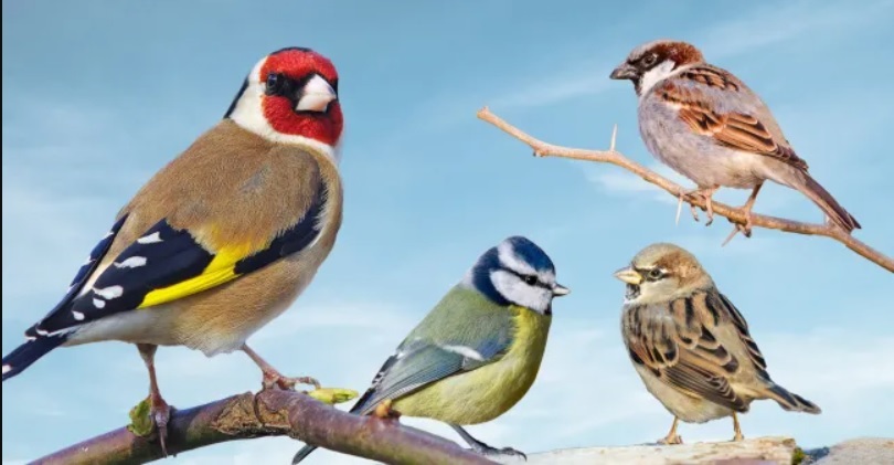 birds.jpg
