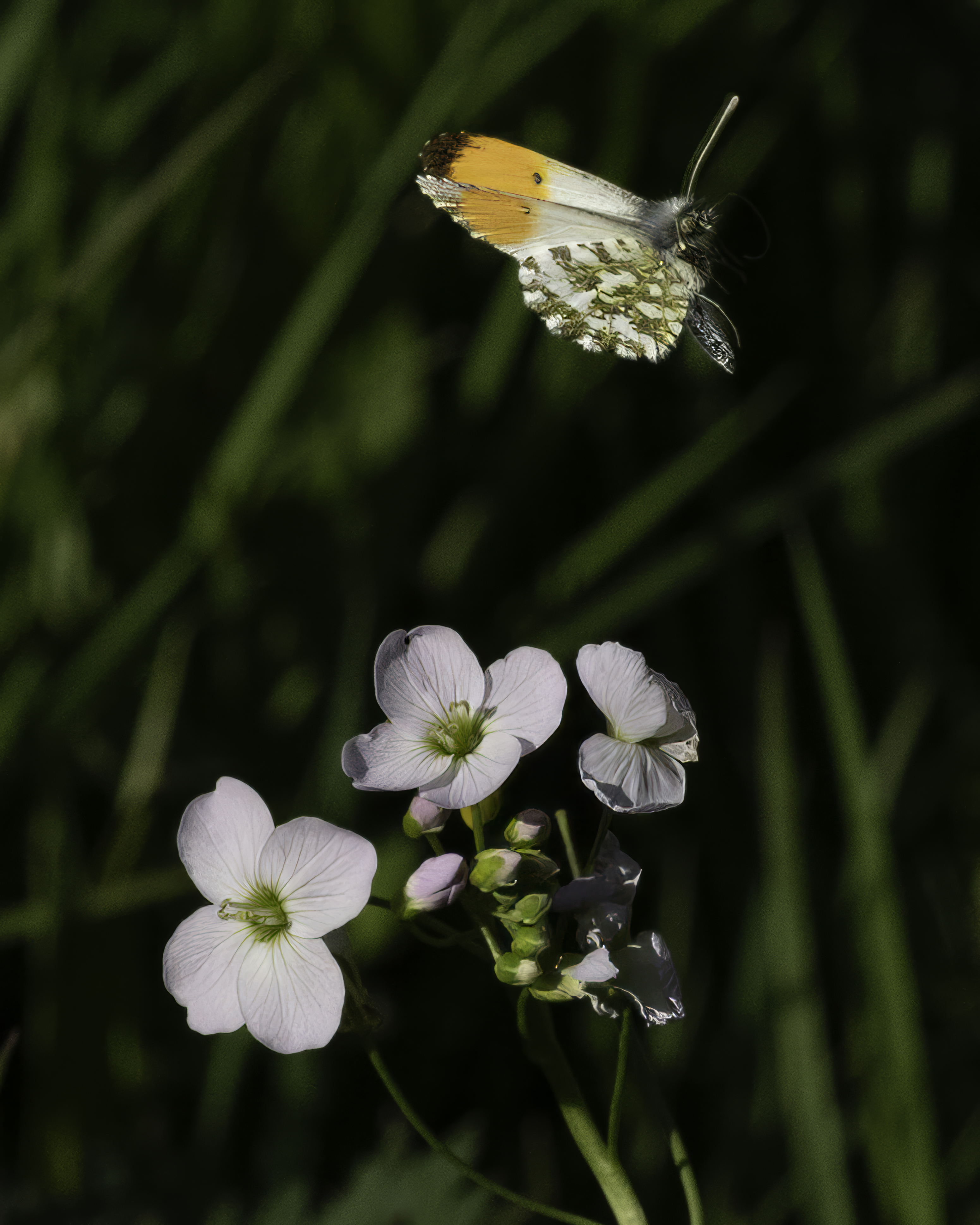 BUTTERFLY  2025-24.jpeg