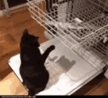 dishwasher-cat.gif