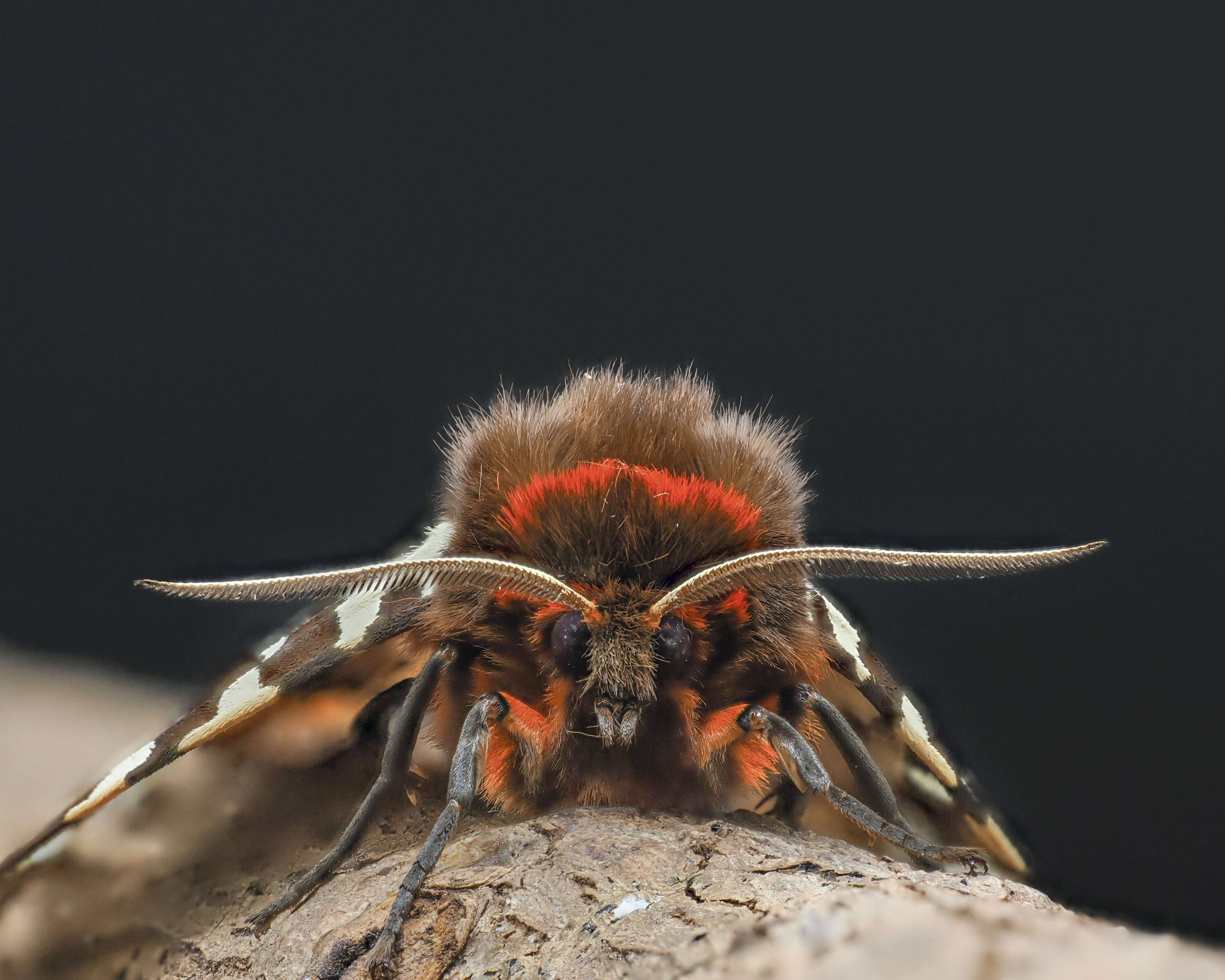 GARDEN TIGER MOTH-1-2.jpeg
