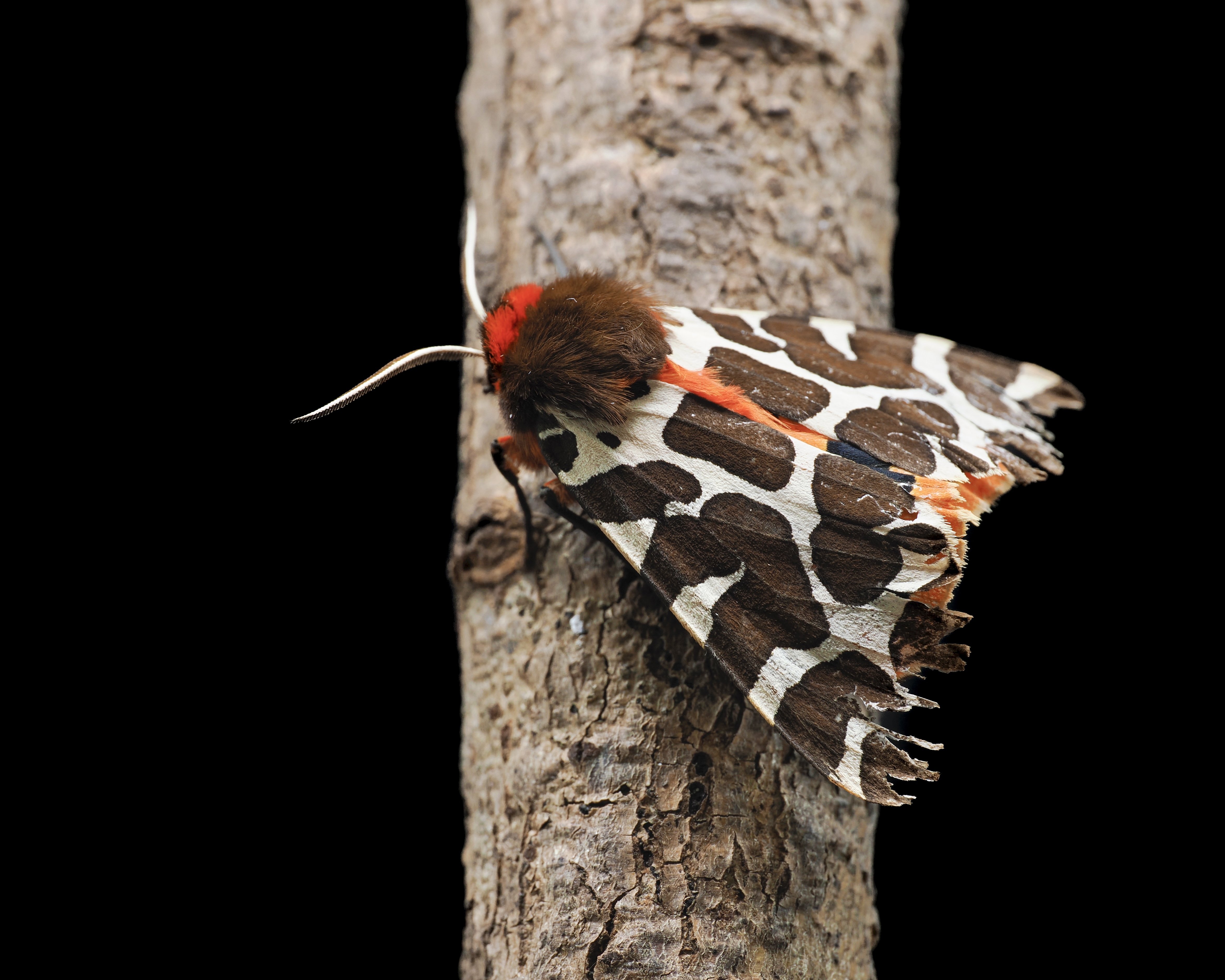 GARDEN TIGER MOTH-1-3.jpeg