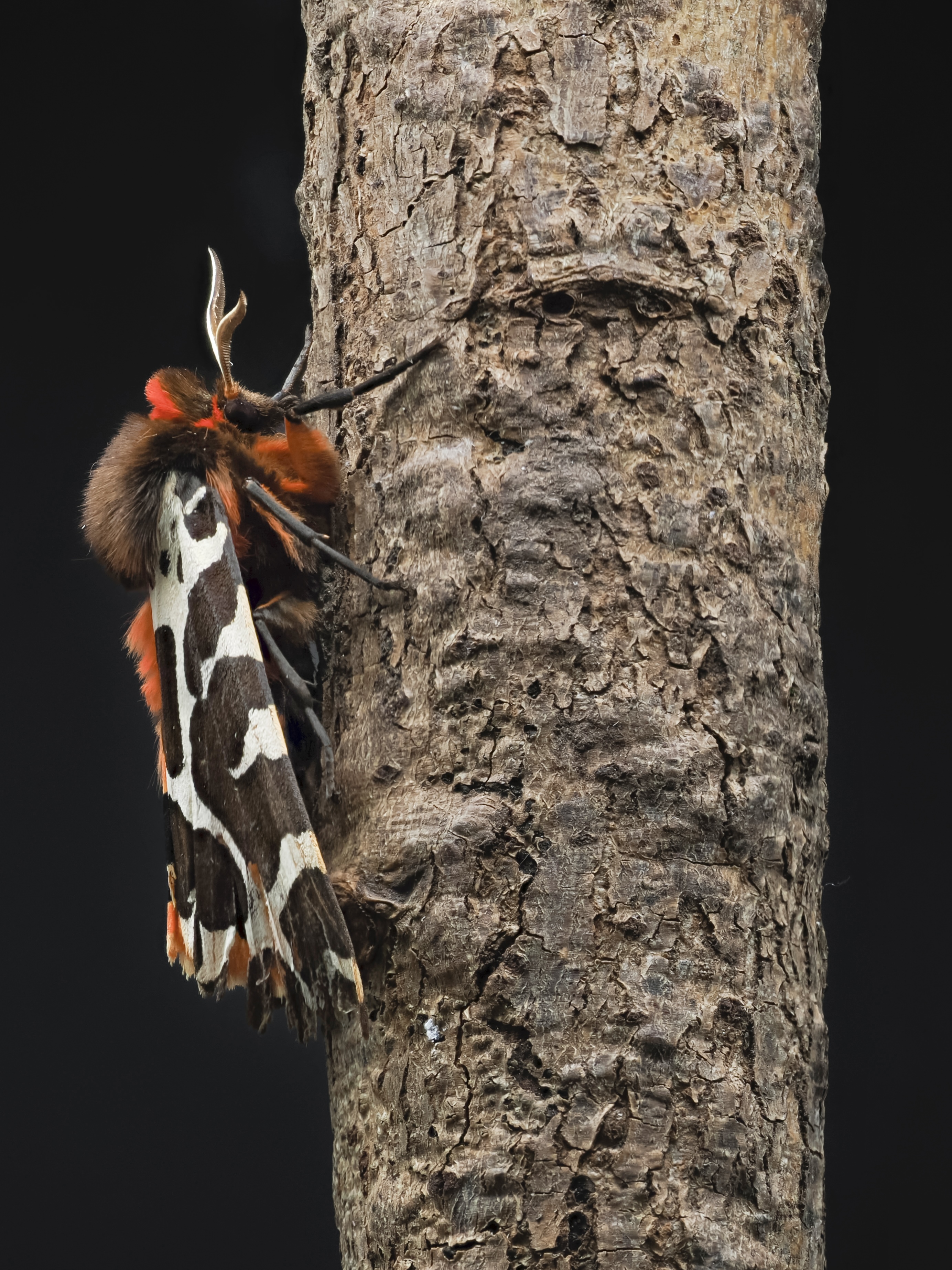GARDEN TIGER MOTH-1.jpeg