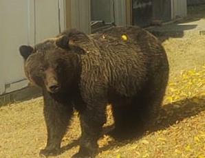 Grizz in yard.jpg