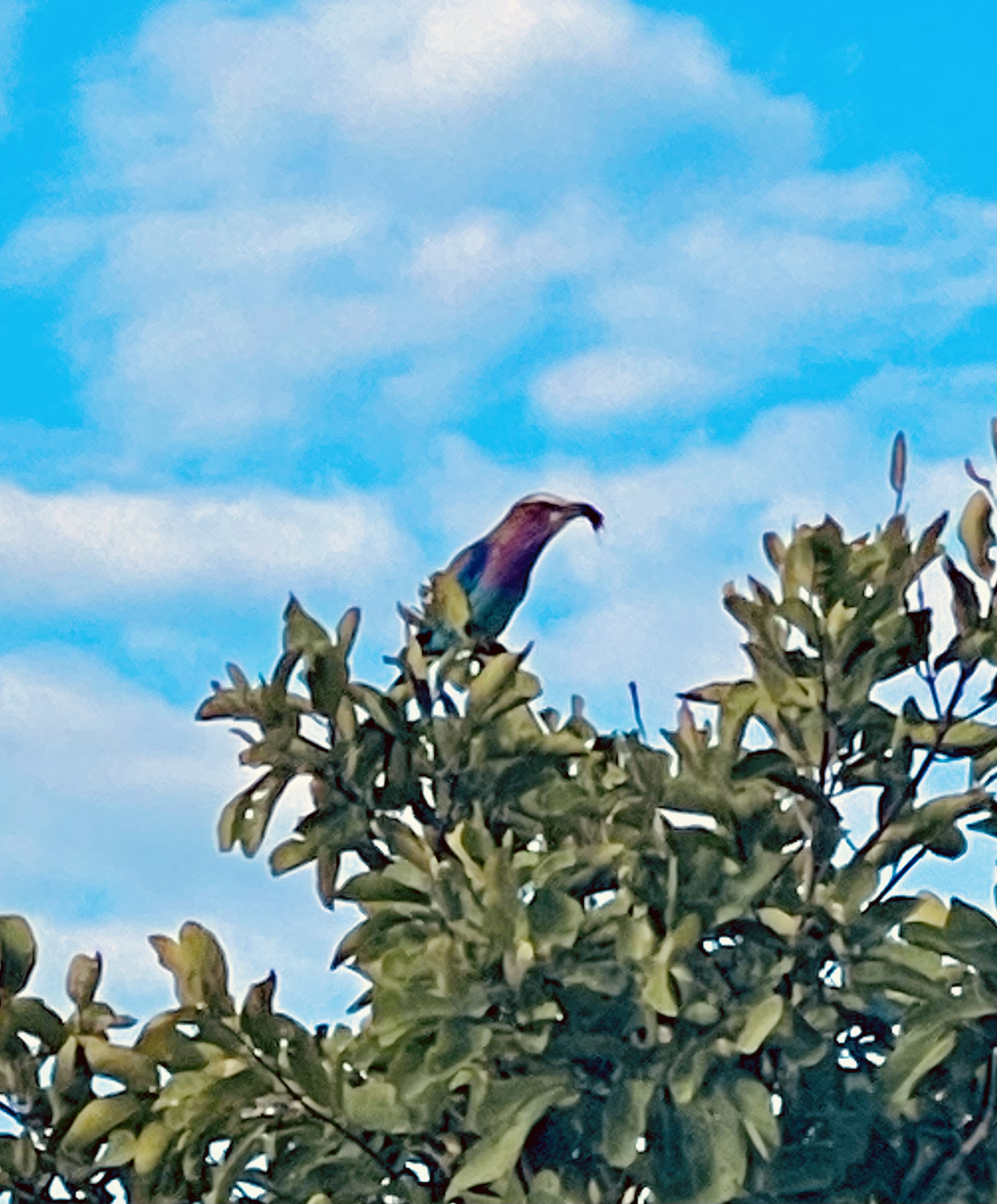 IMG_0087.jpeg