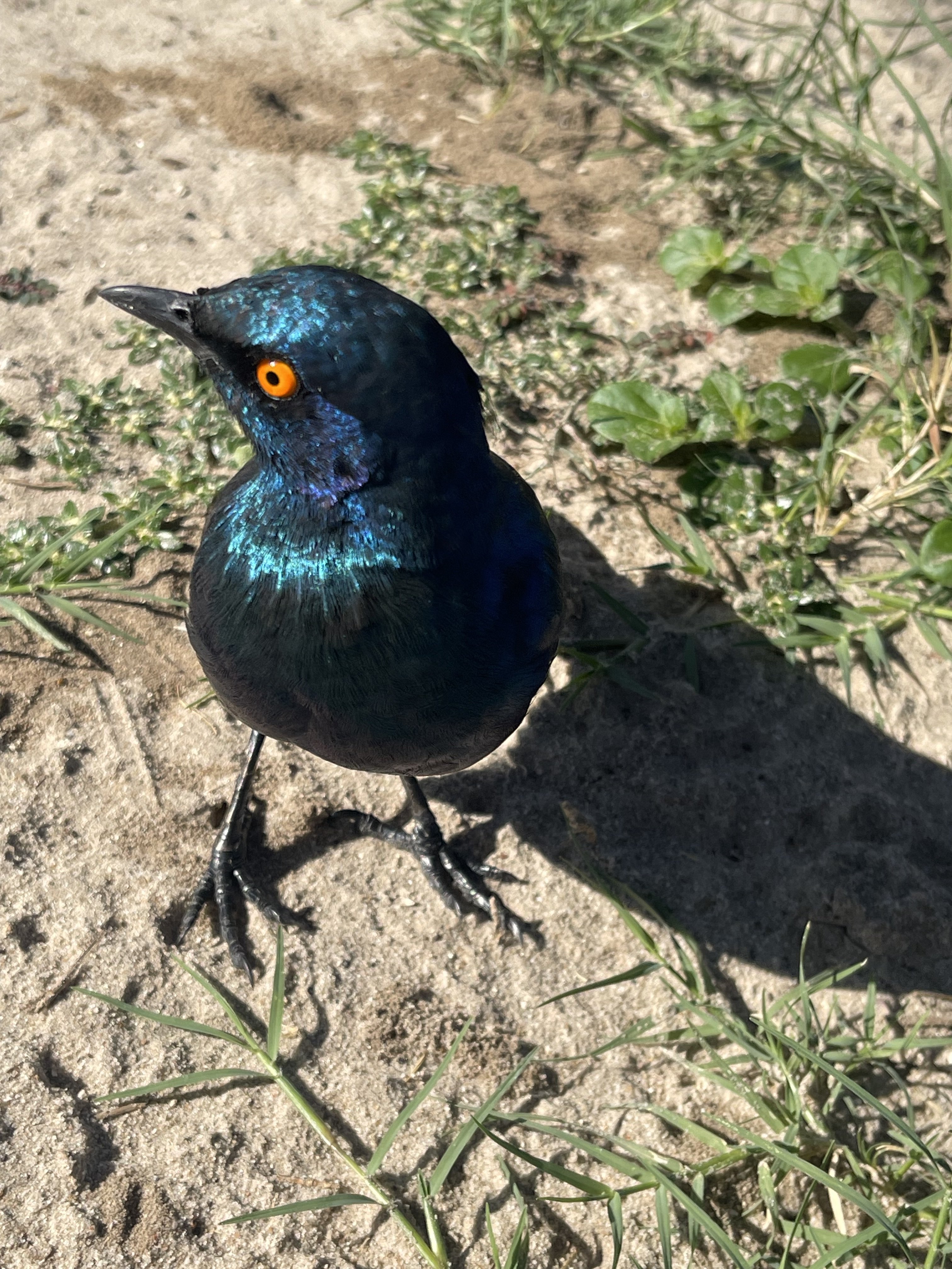 IMG_0233.jpeg