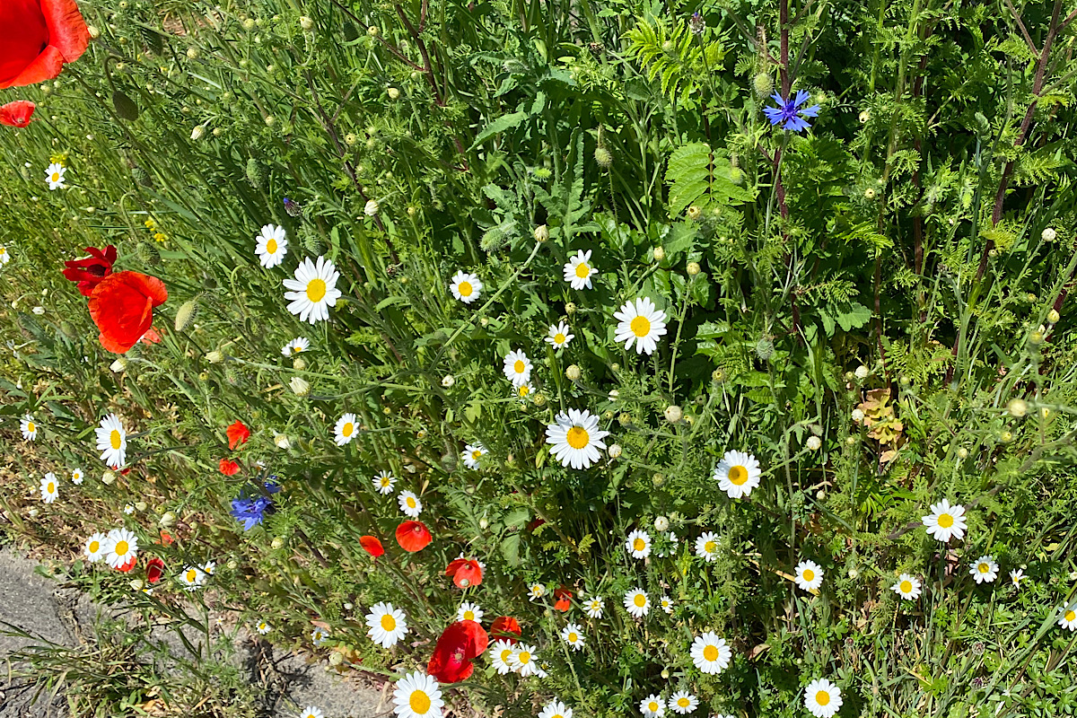 IMG_2025-05-02-141834.jpeg