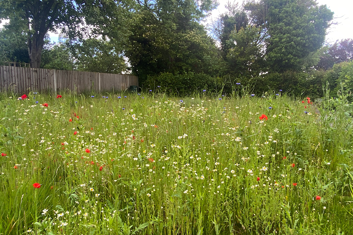 IMG_2025-05-28-190255.jpeg
