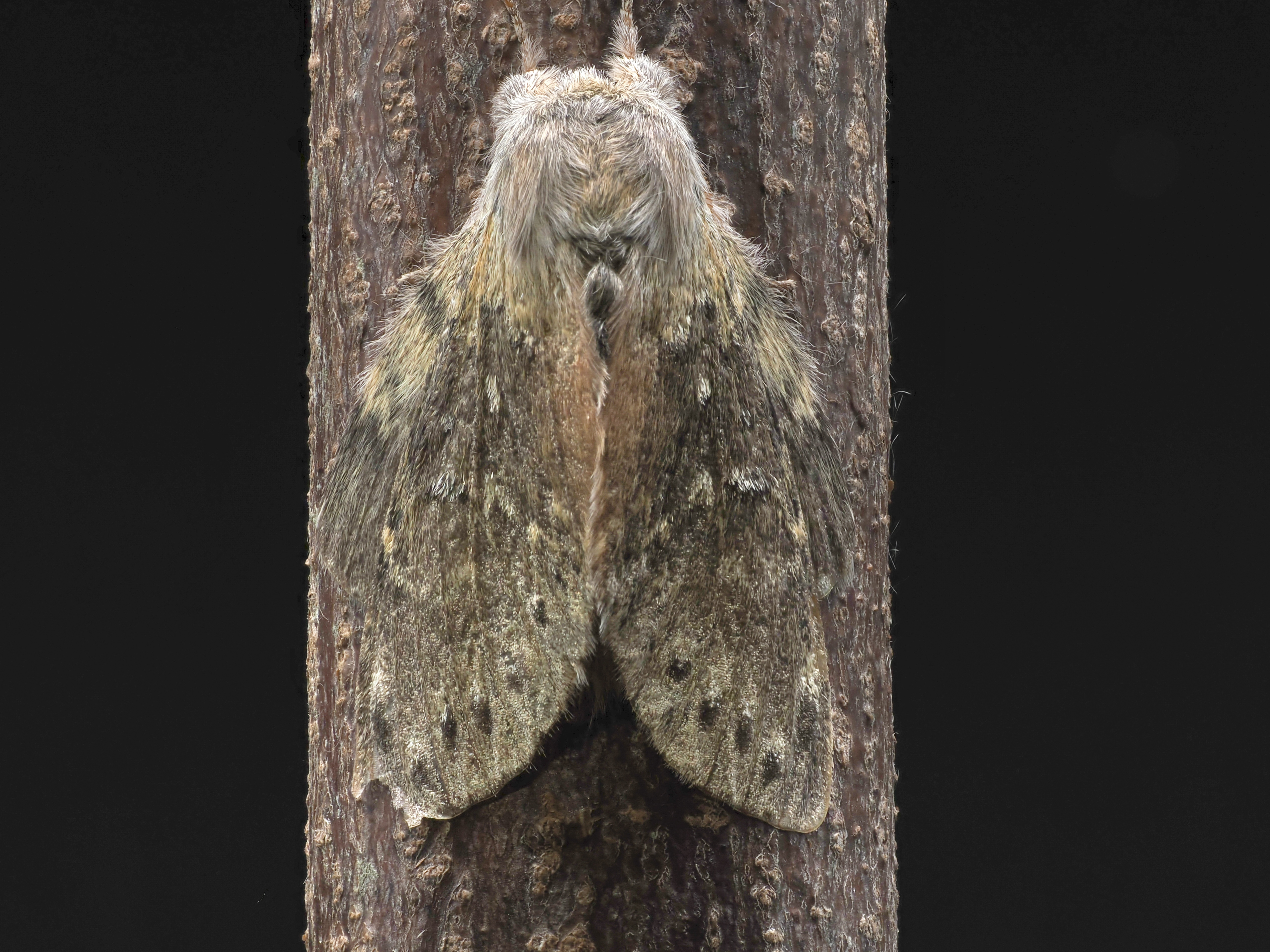 LOBSTER MOTH-2.jpeg