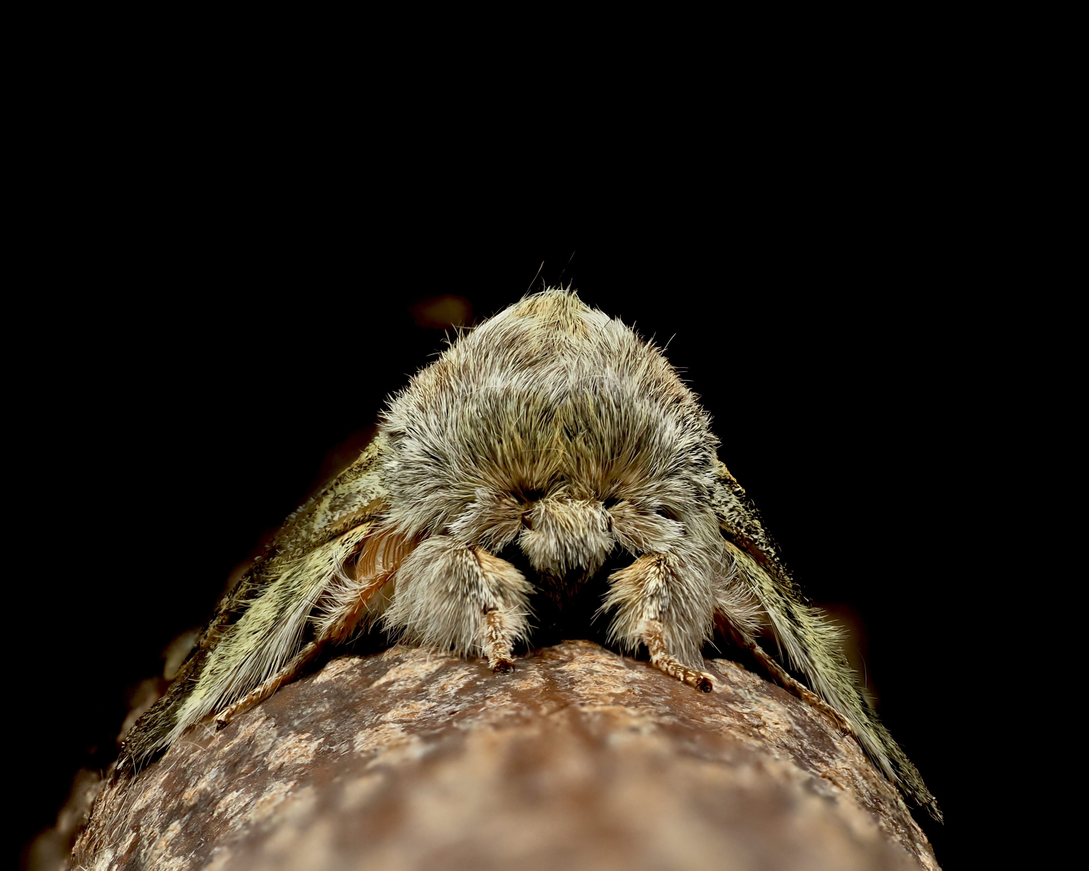 LOBSTER MOTH.jpeg