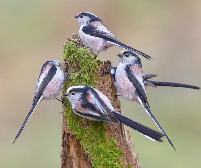 long tailed tits.jpg