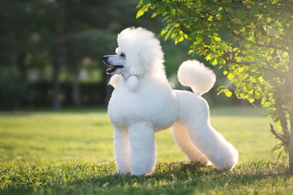 Poodle-Canis-familiaris-white.jpg