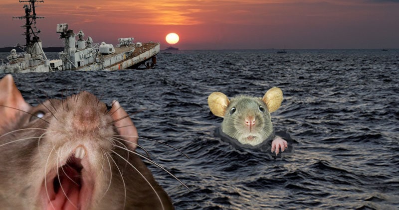 rats-sinking-ship.jpg