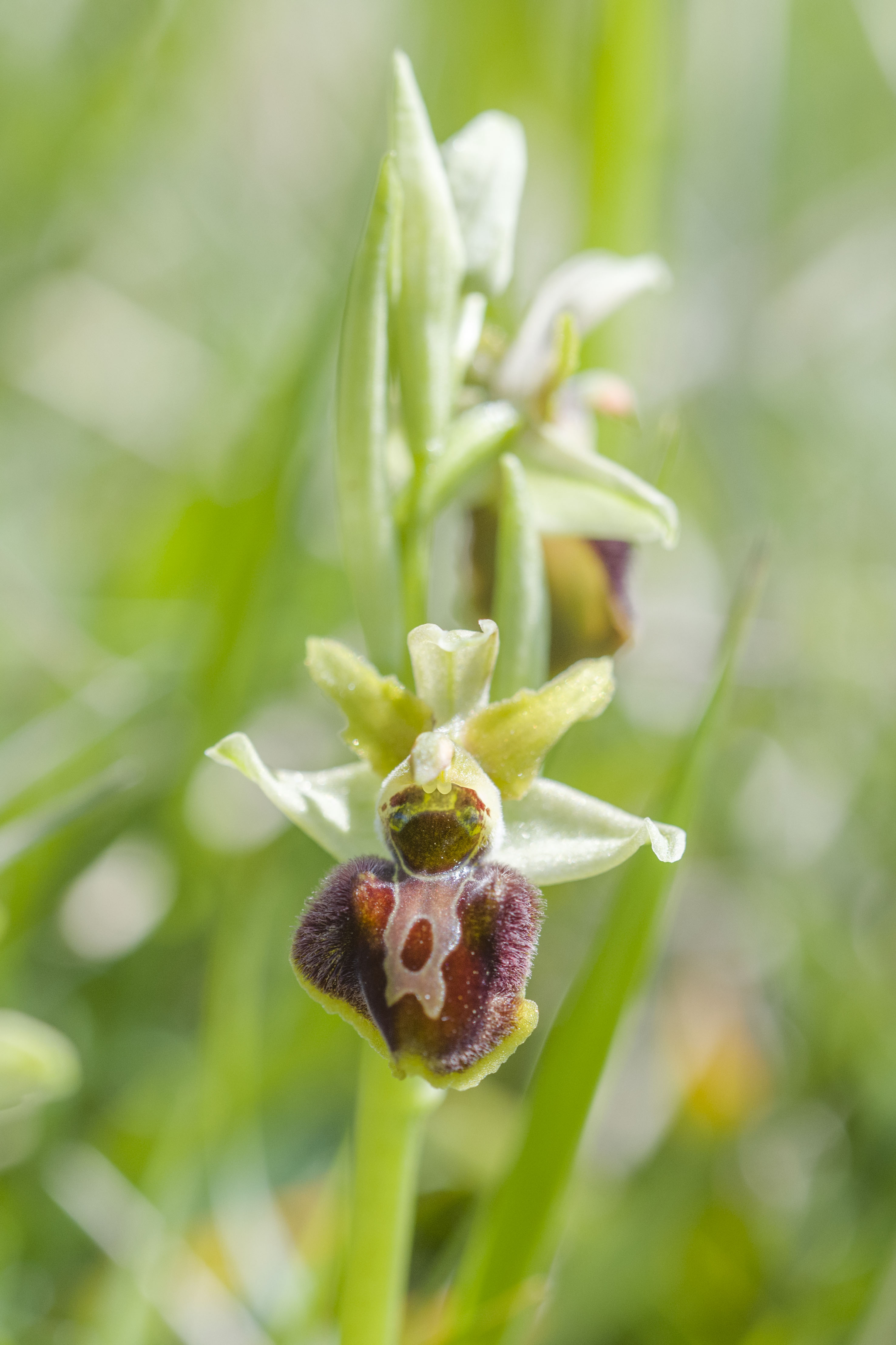 Spider Orchid 6a.jpg