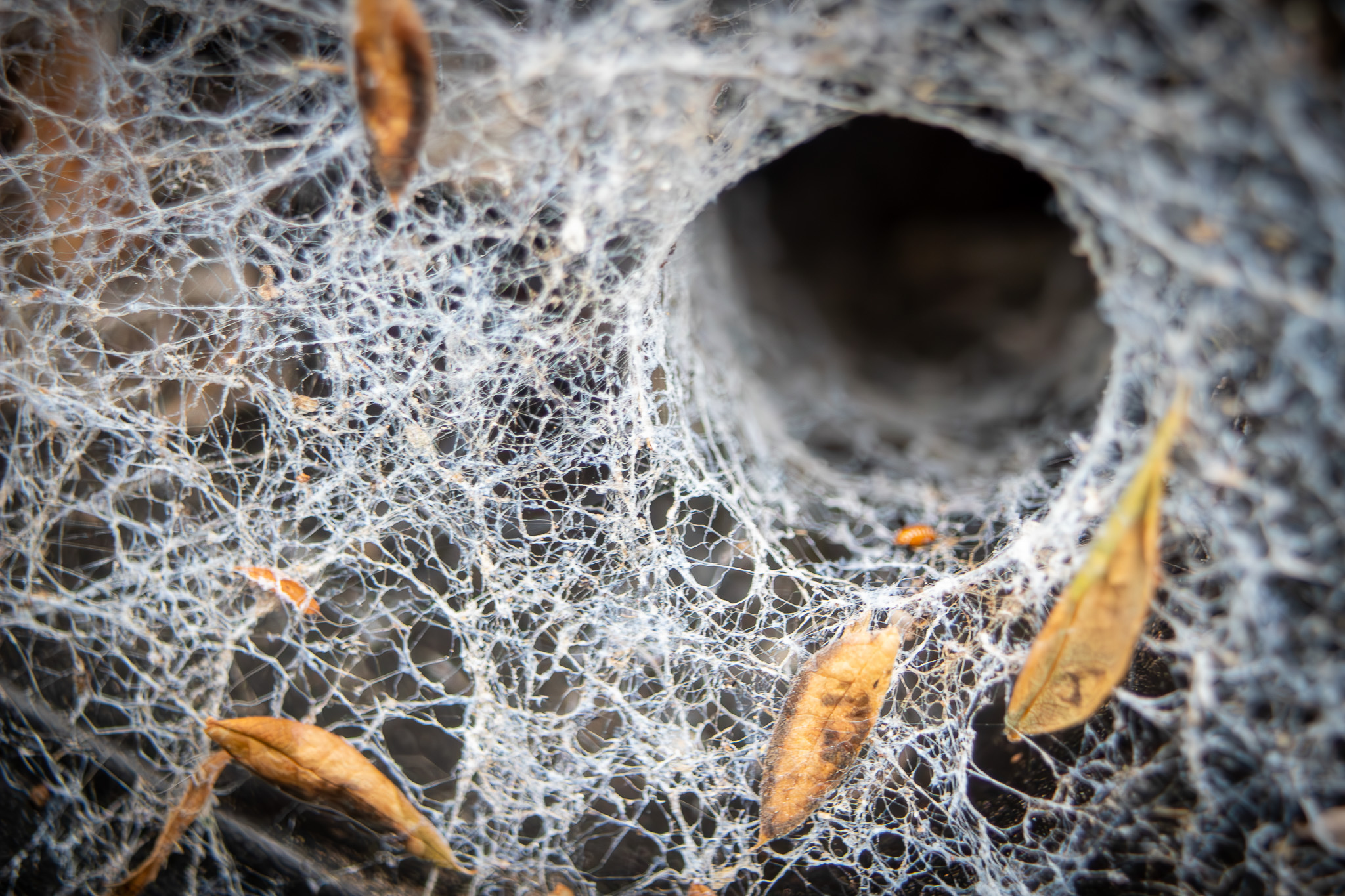 Spider's web smaller.jpg