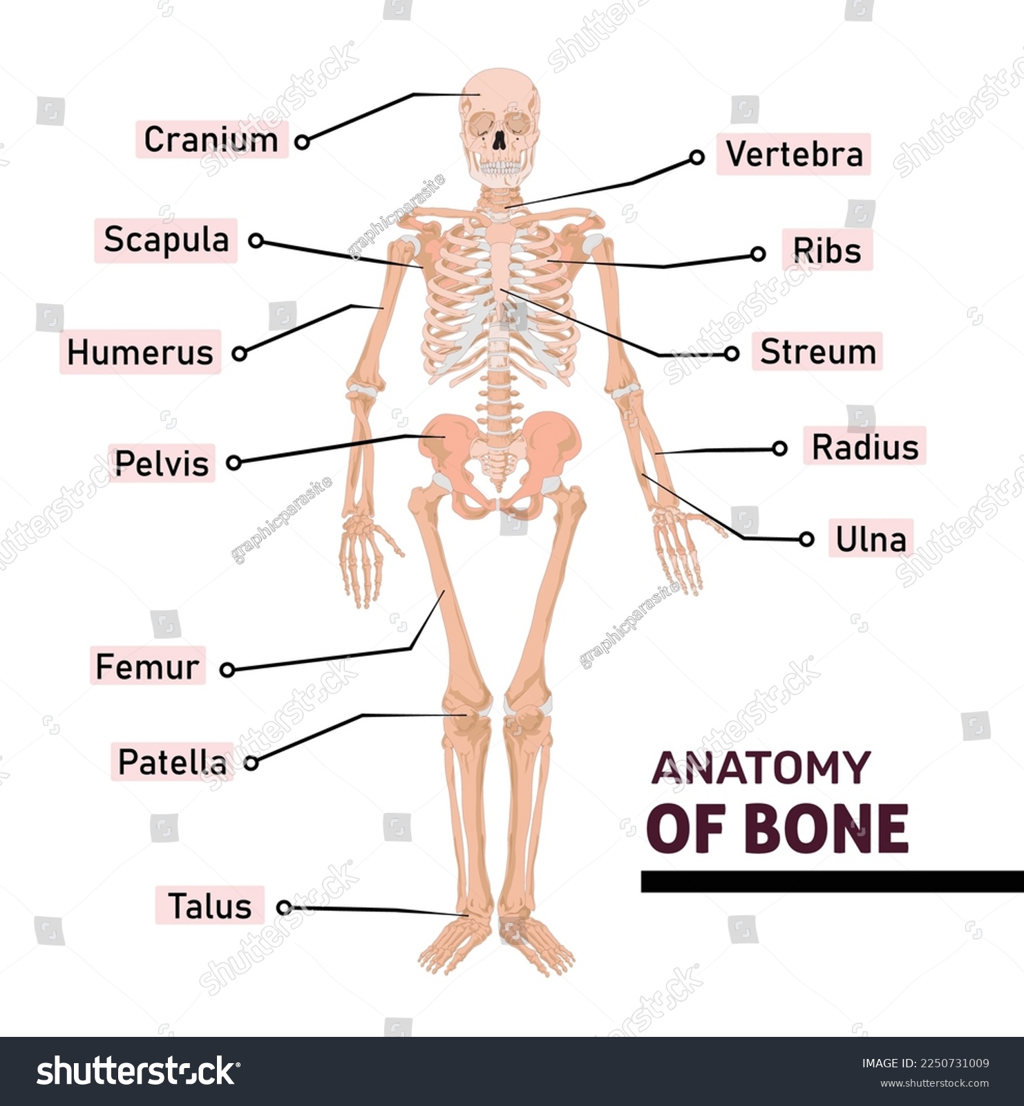 stock-vector-anatomy-of-human-bone-with-name-of-all-parts-diagram-or-illustration-with-labelin...jpg