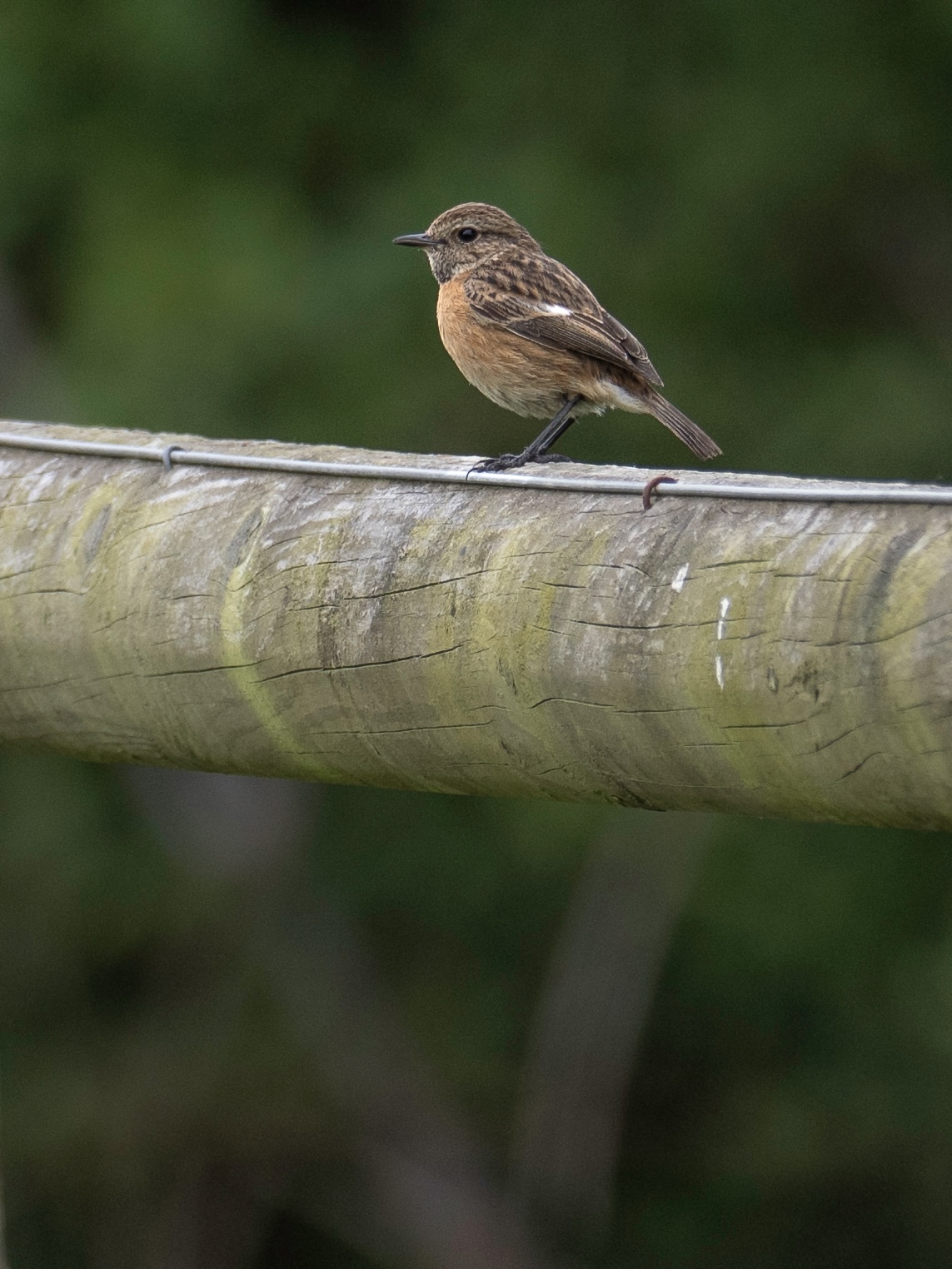 STONECHAT 2_-3.jpeg