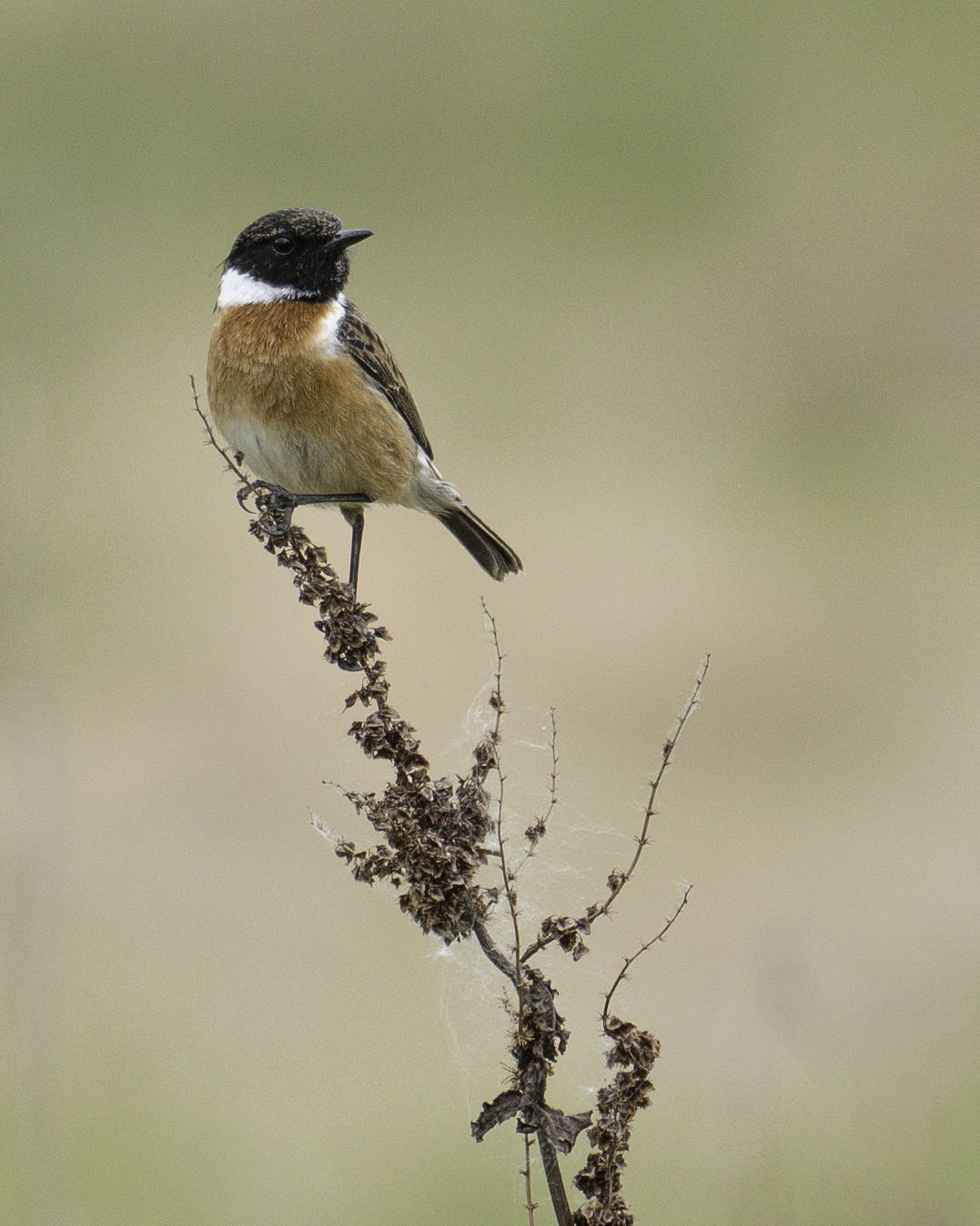STONECHAT 2_-5.jpeg