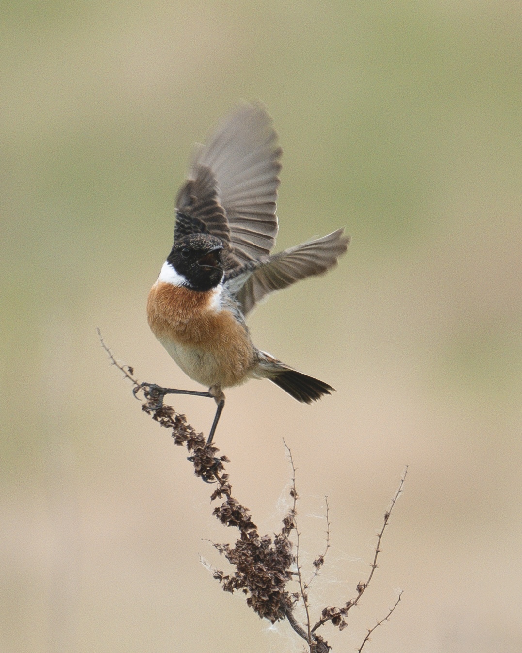 STONECHAT 2_-6.jpeg