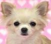 chiwawa.jpg