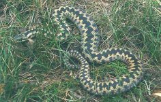 adder.jpg