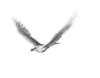 seagull.gif