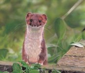 Copy%20of%20Stoat%20-%20JBye.jpg