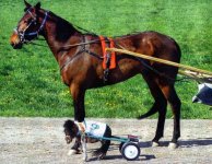 very-small-horse.jpg