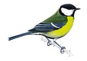 greattit_tcm3-20931.jpg