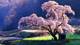 Japanese-Cherry-beautiful-tree.jpg