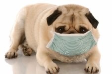 sick-pug-with-mask-on.jpg