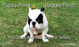 Puppy-Poop.jpg