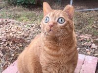 0_PAY-CAT-WITH-HUGE-EYES.jpg