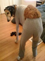 funny-dogs-dressed-up-4.jpg