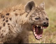 Hyena.jpg