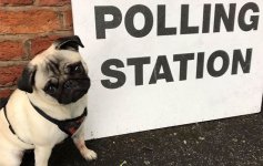 dogs-polling.jpg