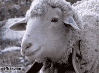 Sheep - Imgur.gif