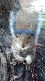 squirrel shades.jpg