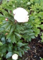 Peony 1.jpg