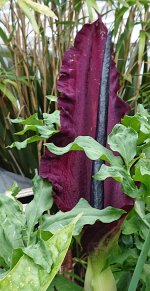 dracunculus vulgaris 3.jpg